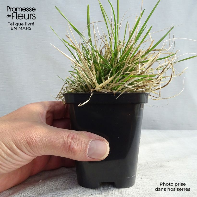 Deschampsia cespitosa Pixie Fountain 8/9 cm pot sample as delivered in spring