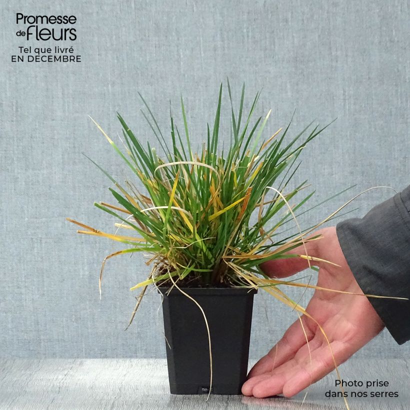 Deschampsia cespitosa Tardiflora 8/9 cm pot sample as delivered in winter