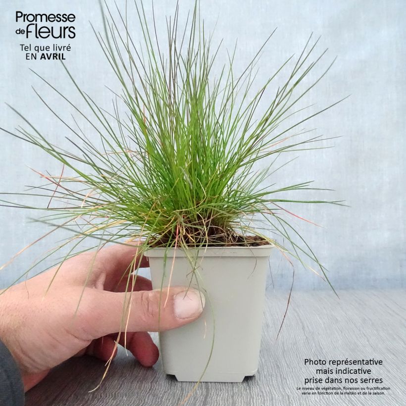Deschampsia flexuosa 8/9 cm pot sample as delivered in spring