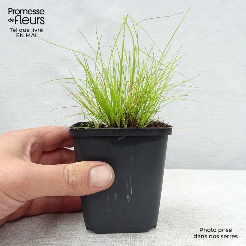 Deschampsia flexuosa Tatra Gold 8/9 cm pot sample as delivered in spring