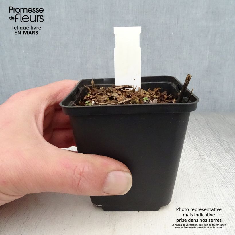 Desmodium nudiflorum 8/9 cm pot sample as delivered in spring