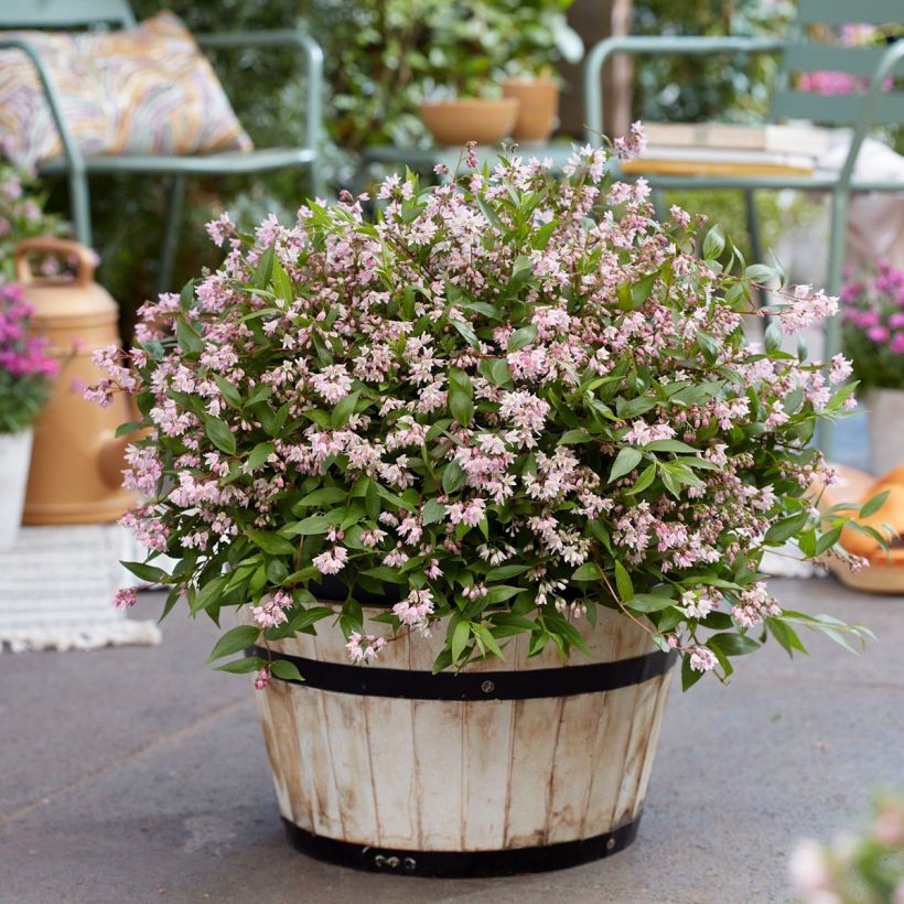 Deutzia Pink Carpet (Plant habit)