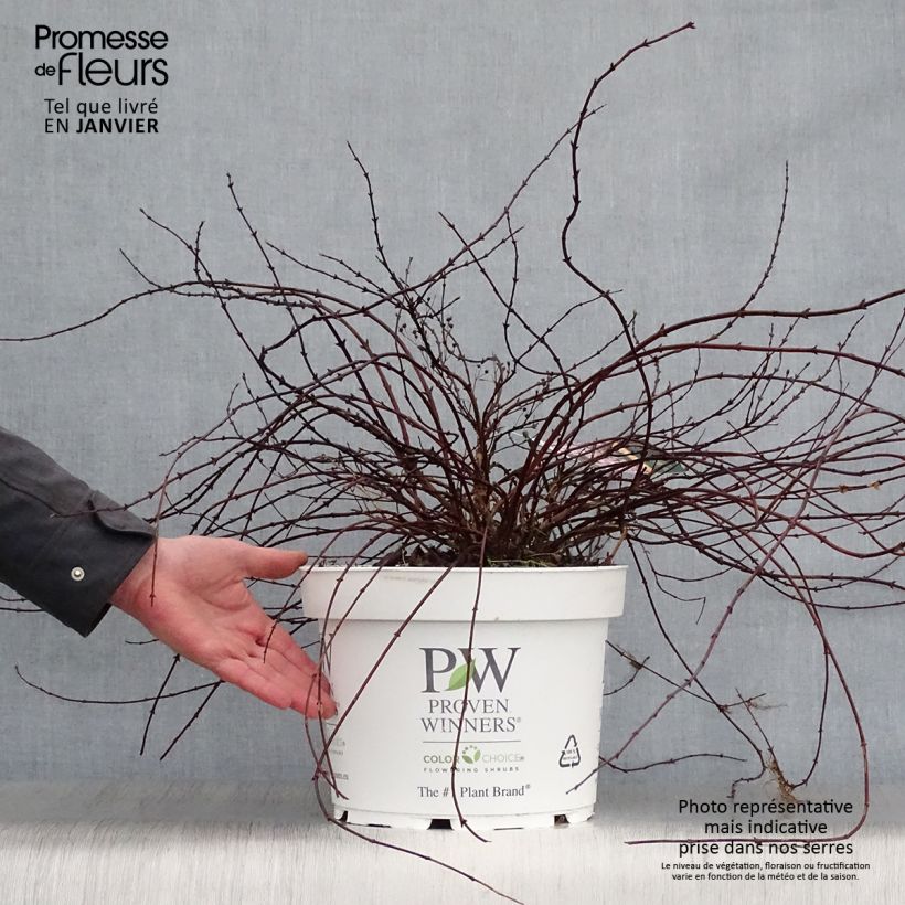 Deutzia Yuki Cherry Blossom 7.5L/10L pot sample as delivered in winter