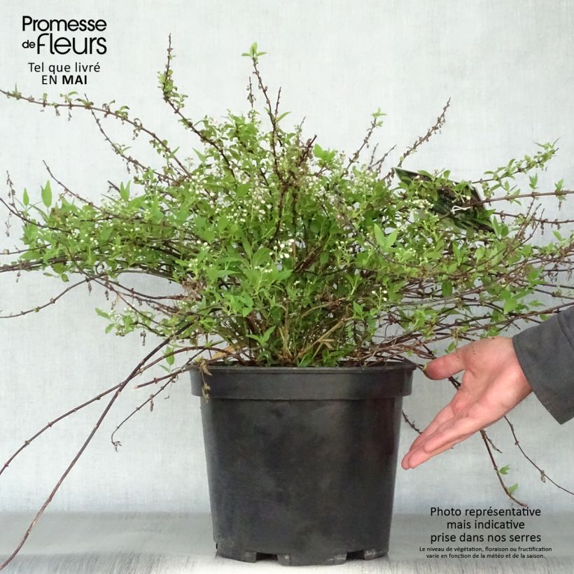 Deutzia Yuki Cherry Blossom 7.5L/10L pot sample as delivered in spring