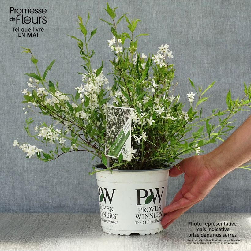 Deutzia Yuki Snowflake 2L/3L pot sample as delivered in spring