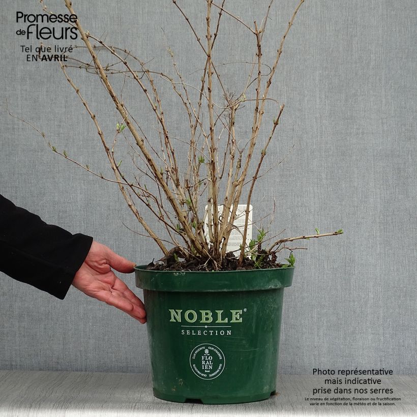 Deutzia compacta Lavender Time 7.5L/10L pot sample as delivered in spring