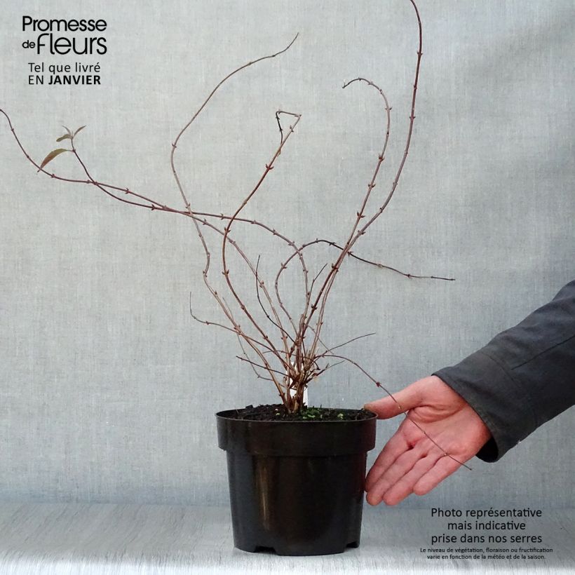 Deutzia elegantissima Rosealind 2L/3L pot sample as delivered in winter