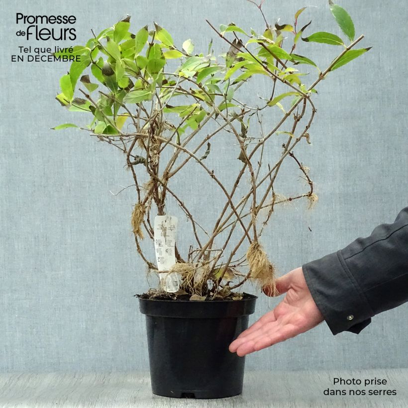 Deutzia gracilis 2L/3L pot sample as delivered in winter