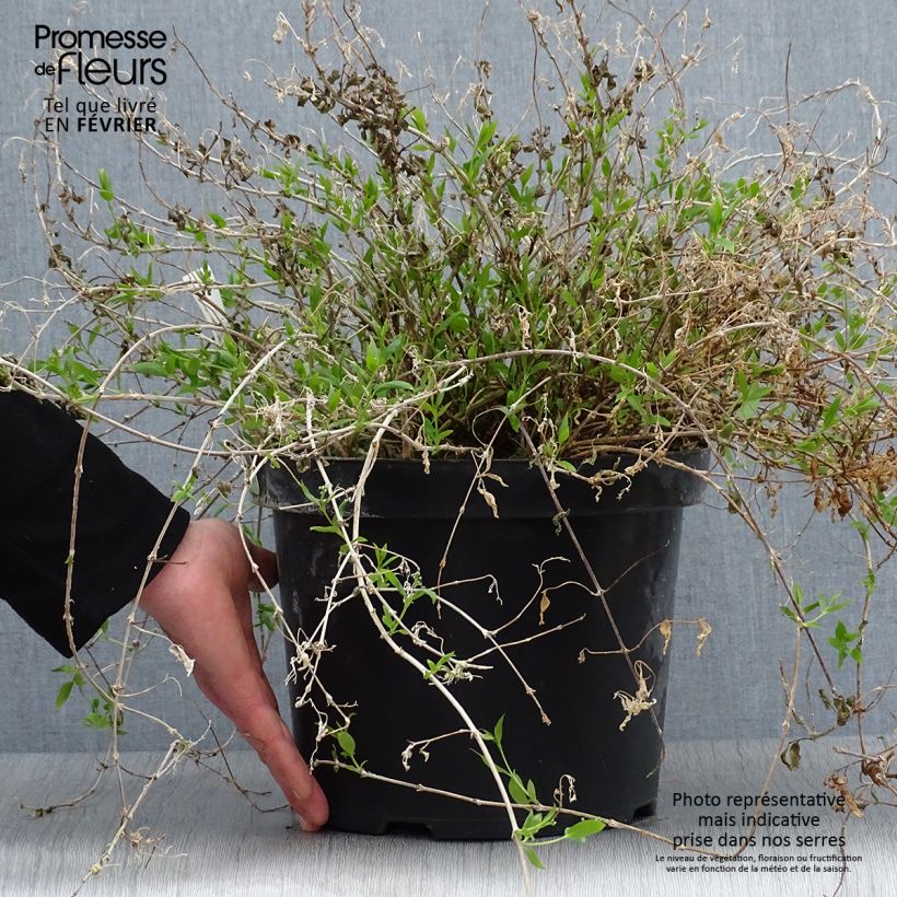 Deutzia gracilis Nikko 7.5L/10L pot sample as delivered in winter