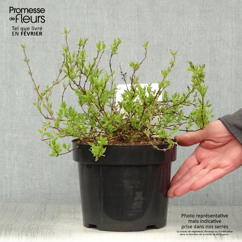 Deutzia gracilis Nikko 2L/3L pot sample as delivered in winter