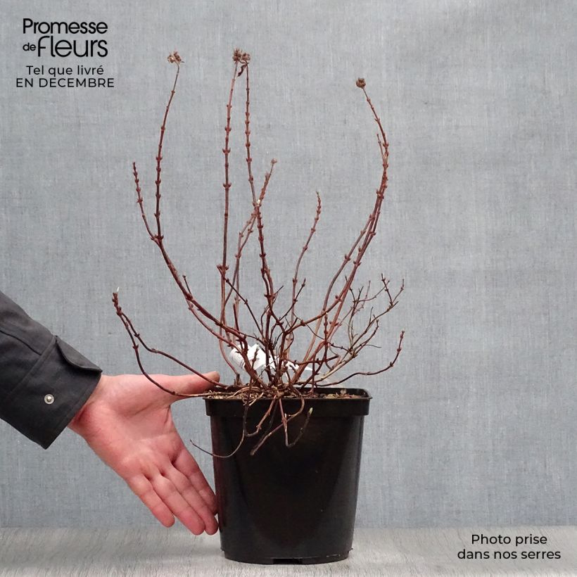 Deutzia Raspberry Sundae 3L/4L pot sample as delivered in winter