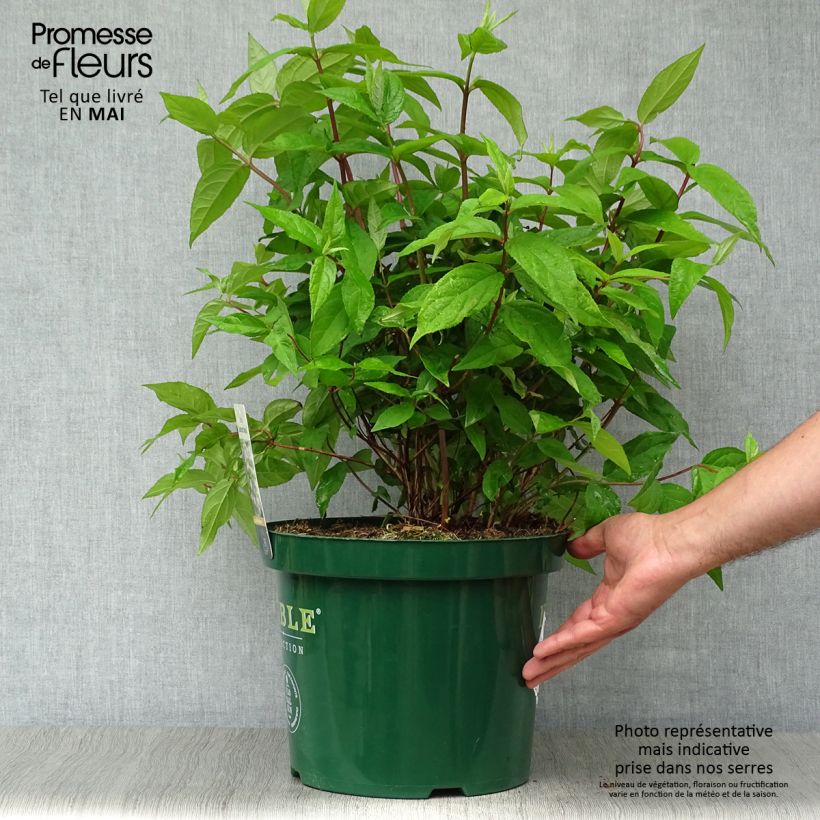 Deutzia Raspberry Sundae 7.5L/10L pot sample as delivered in spring