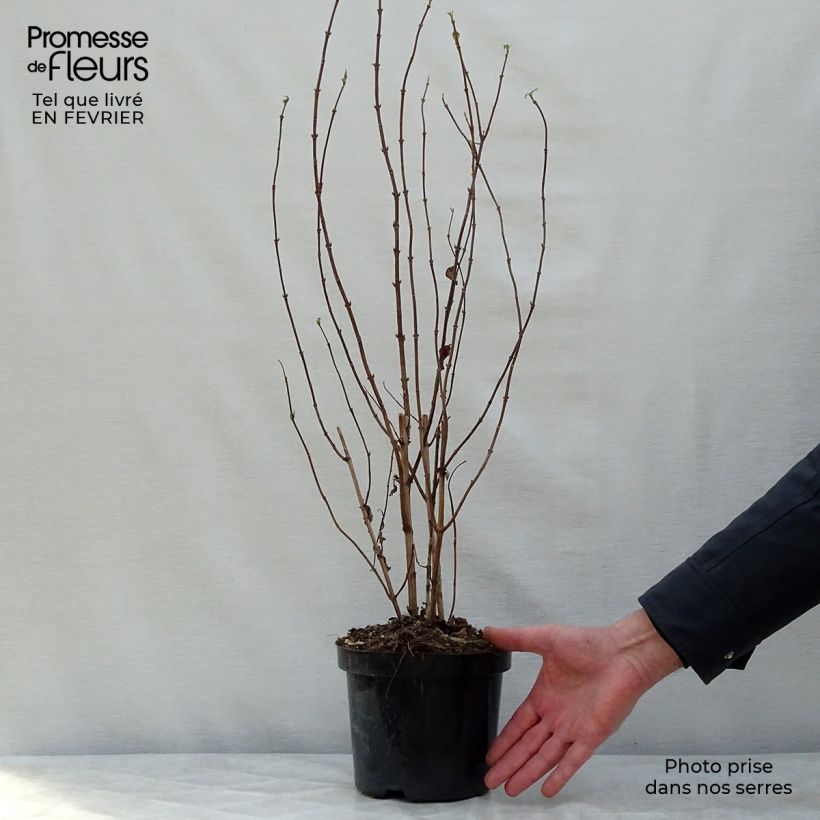 Deutzia magnifica 2L/3L pot sample as delivered in winter