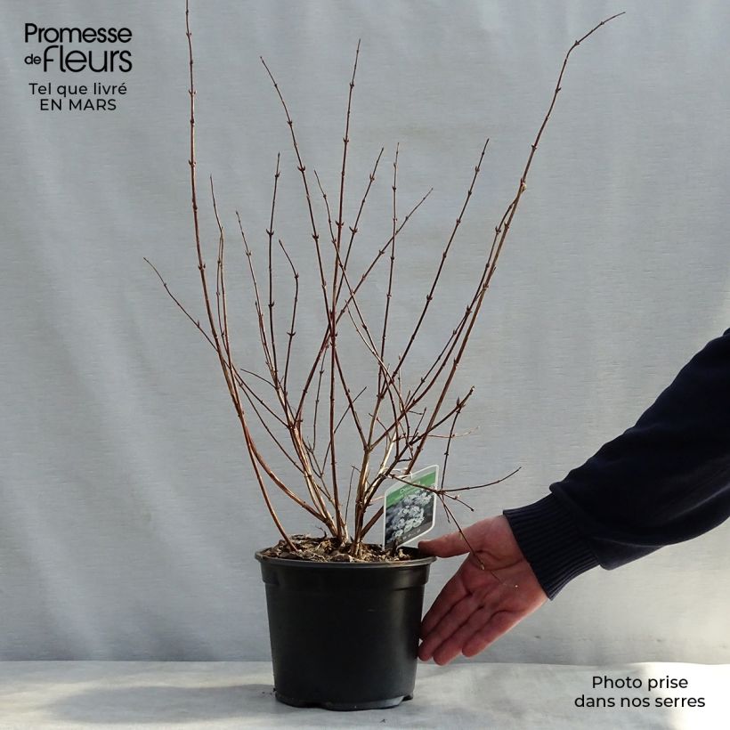 Deutzia rosea Campanulata 2L/3L pot sample as delivered in spring