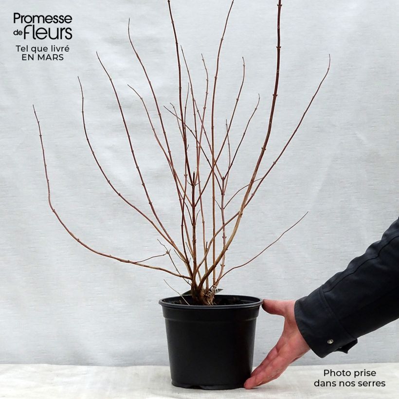 Deutzia scabra Plena 2L/3L pot sample as delivered in spring