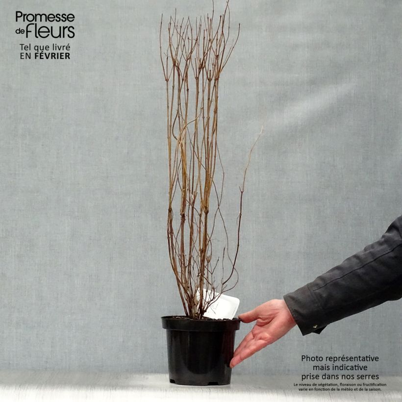 Deutzia scabra Plena 2L/3L pot sample as delivered in winter