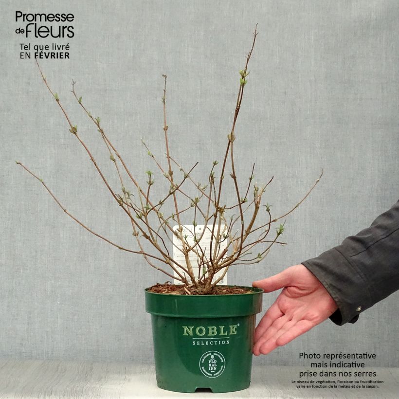 Deutzia setchuenensis Corymbiflora 2L/3L pot sample as delivered in winter