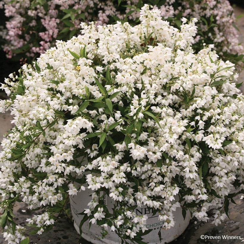 Deutzia Yuki Snowflake (Plant habit)