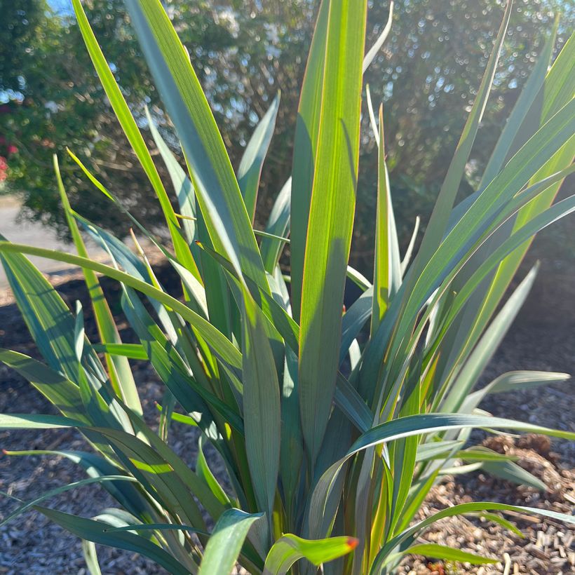 Dianella revoluta Clarity Blue - Flax lily (Foliage)