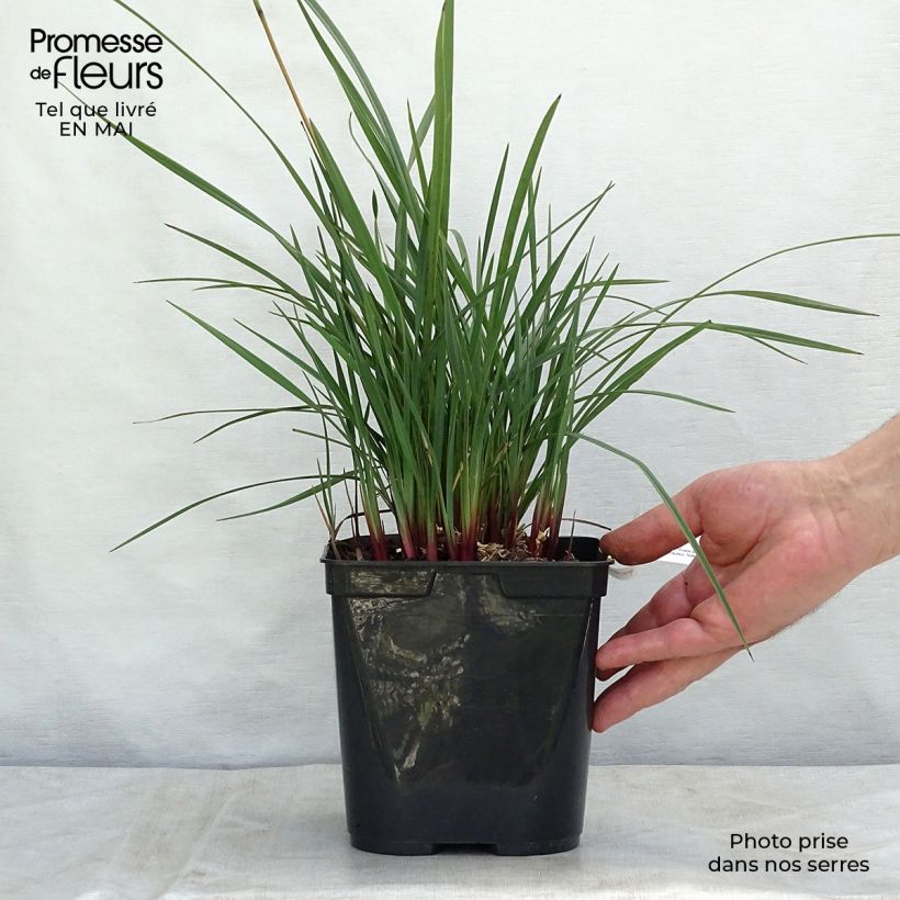 Dianella revoluta Coolvista 1L/1.5L pot sample as delivered in spring