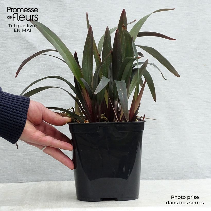 Dianella tasmanica Blaze 2L/3L pot sample as delivered in spring