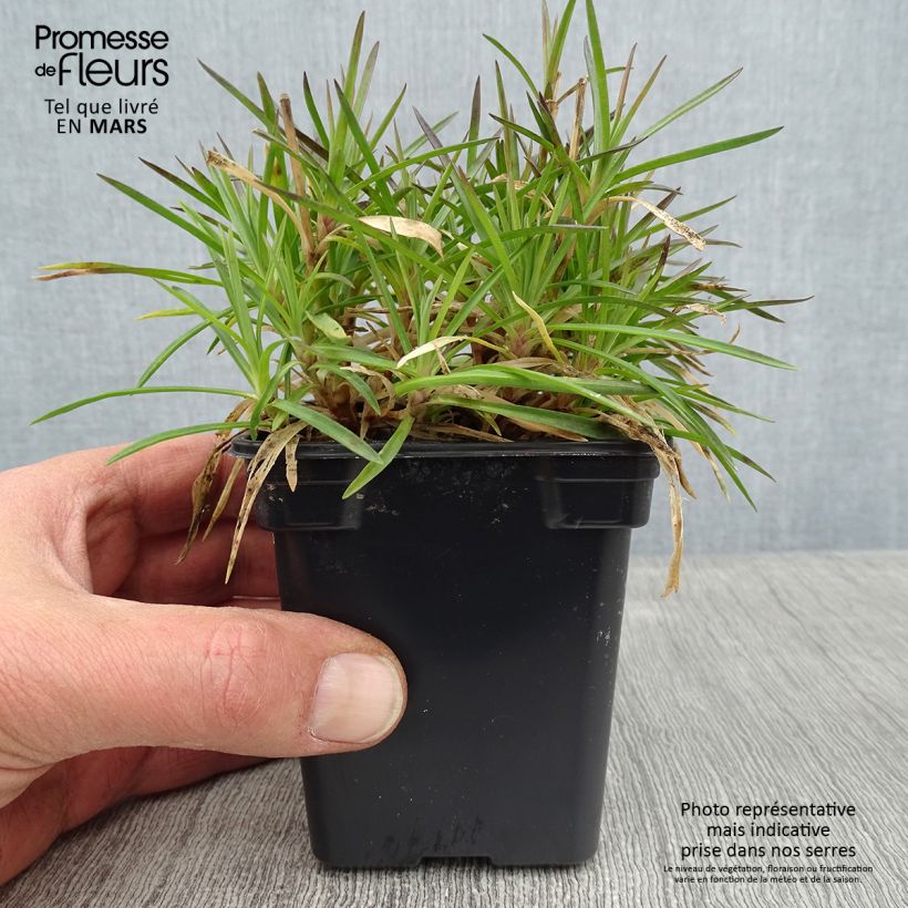 Dianthus Evening Star 7/8 cm pot sample as delivered in winter