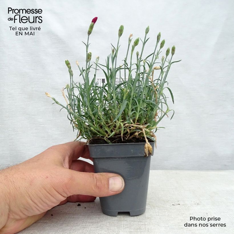 Dianthus allwoodii Fusilier 8/9 cm pot sample as delivered in spring