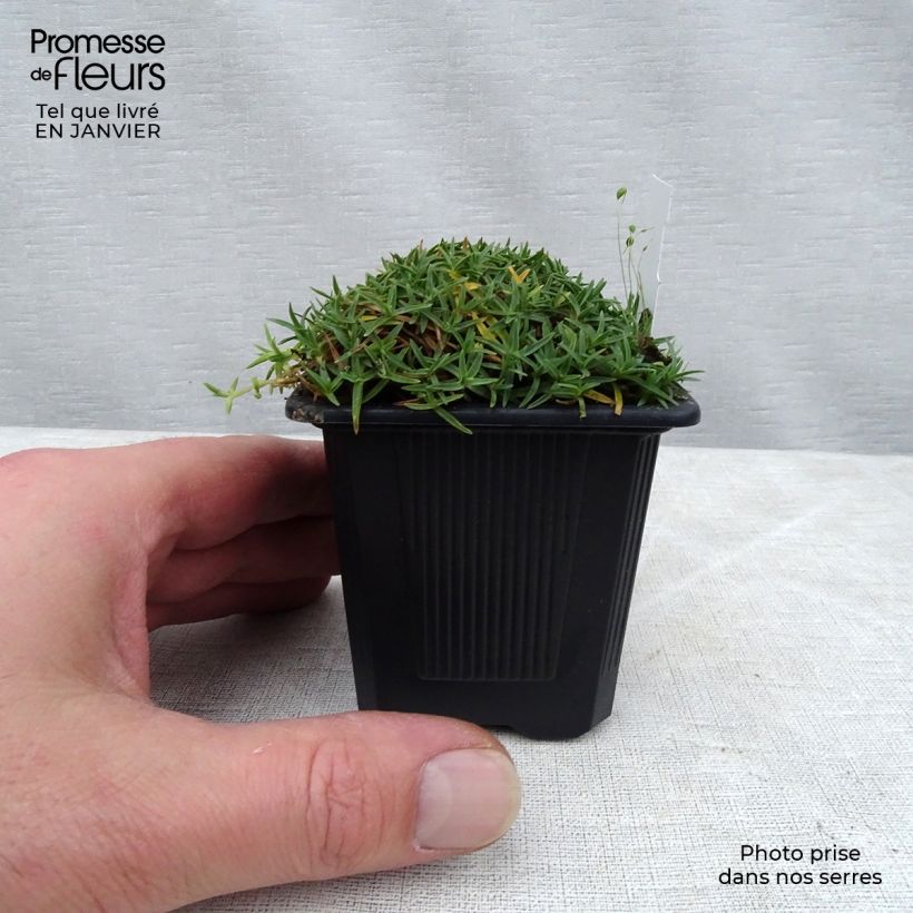 Dianthus gratianopolitanus La Bourboule Alba 8/9 cm pot sample as delivered in winter