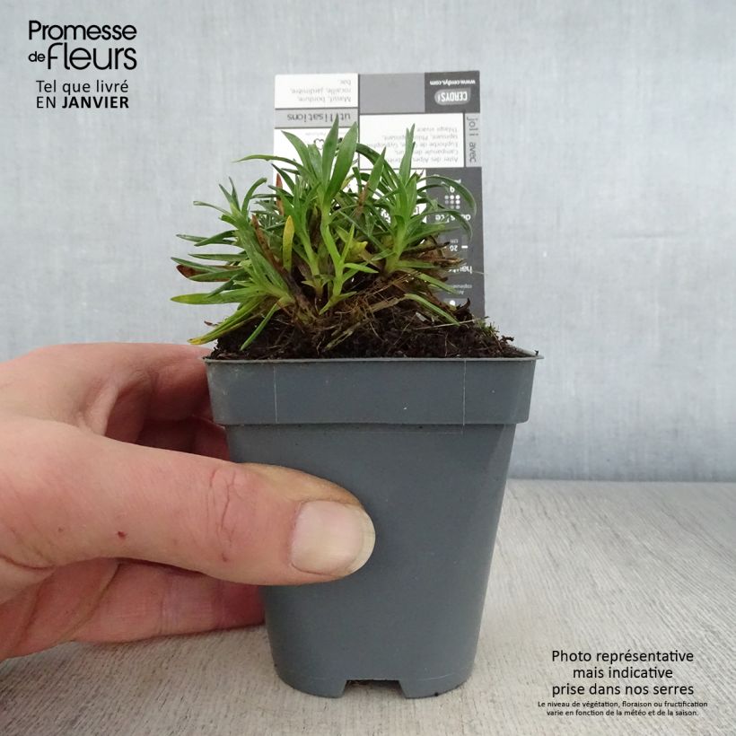 Dianthus WHETMAN STARS Pop Star 8/9 cm pot sample as delivered in winter
