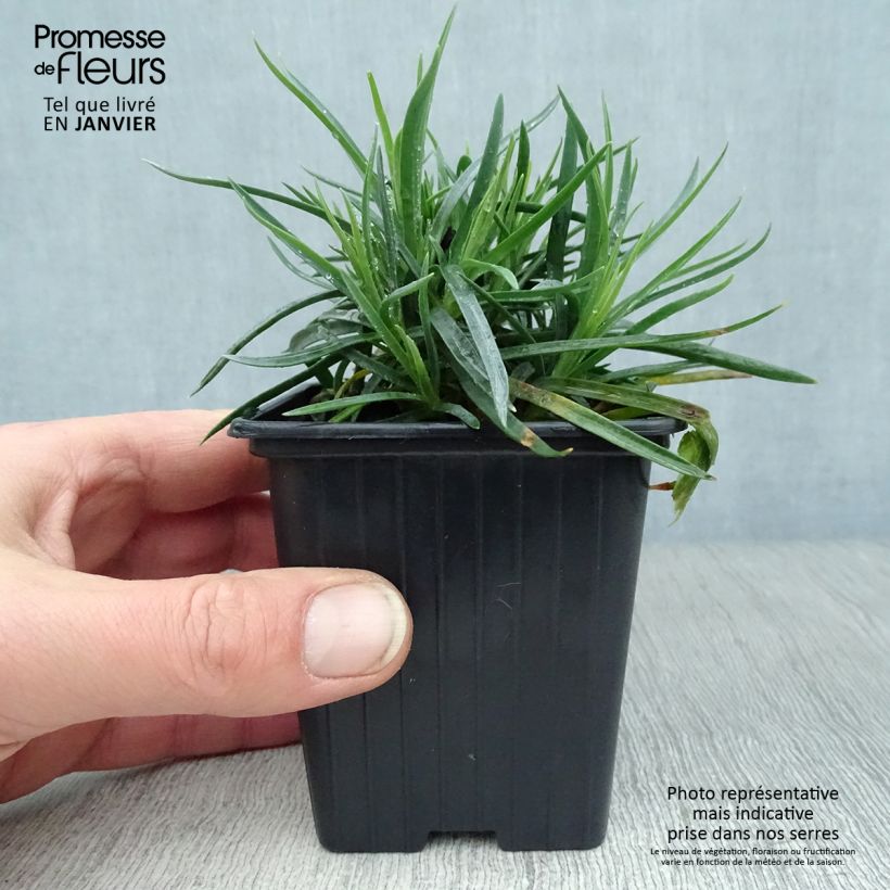 Dianthus plumarius Coral Reef 7/8 cm pot sample as delivered in winter