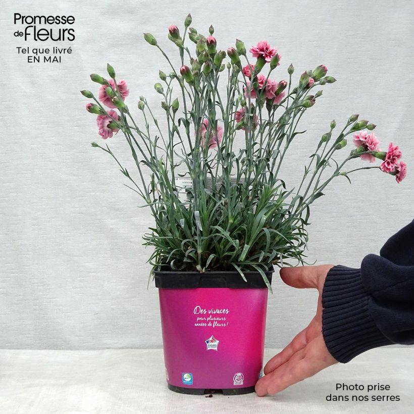 Dianthus plumarius Scent First Sugar Plum 2L/3L pot sample as delivered in spring