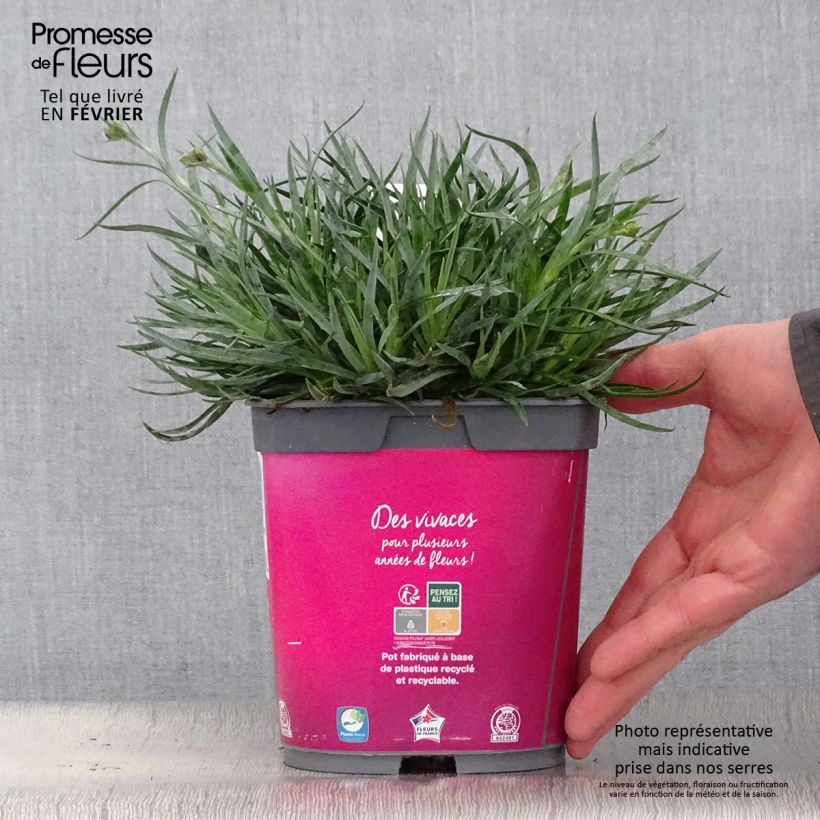 Dianthus plumarius Scent First Tickled Pink 2L/3L pot sample as delivered in winter