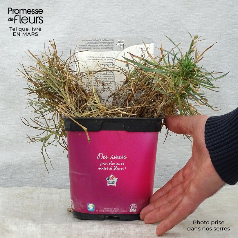 Dianthus plumarius Scent First Tickled Pink 2L/3L pot sample as delivered in spring