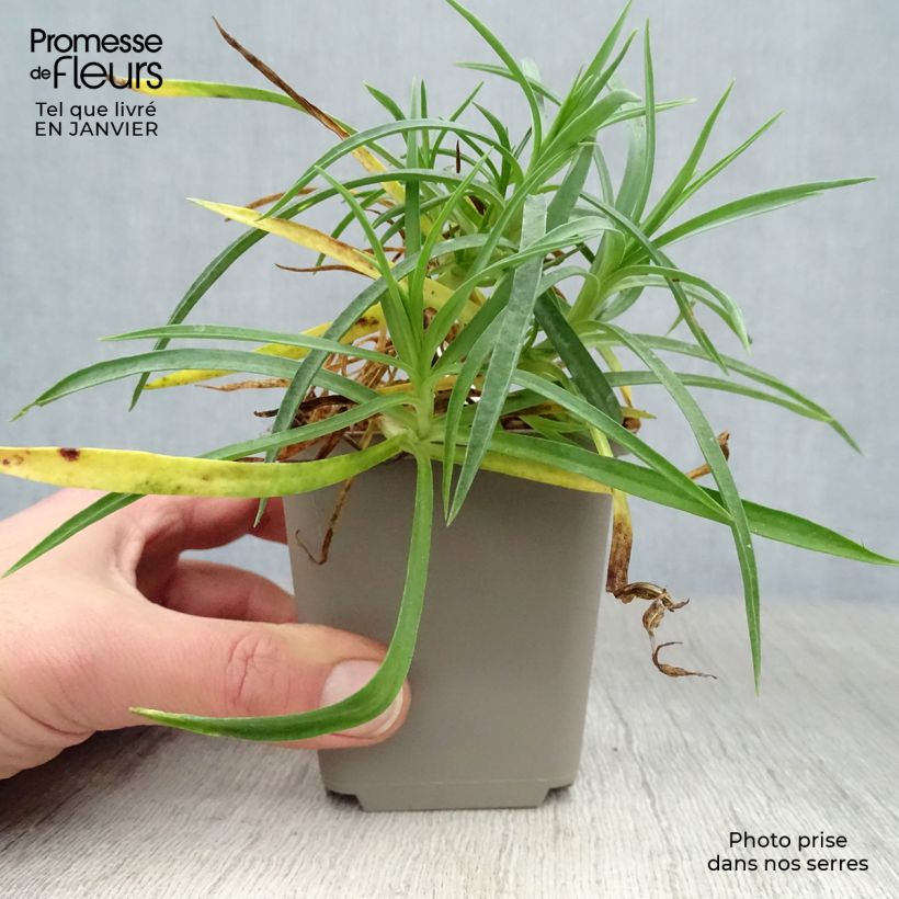 Dianthus allwoodii Alice 8/9 cm pot sample as delivered in winter