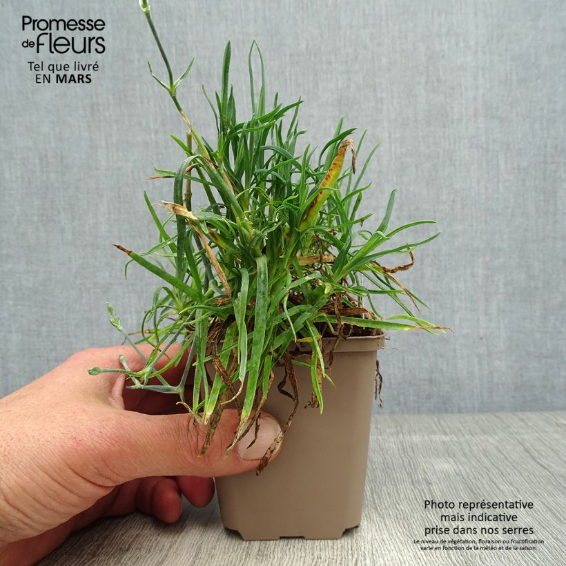 Dianthus allwoodii Romeo 8/9 cm pot sample as delivered in spring