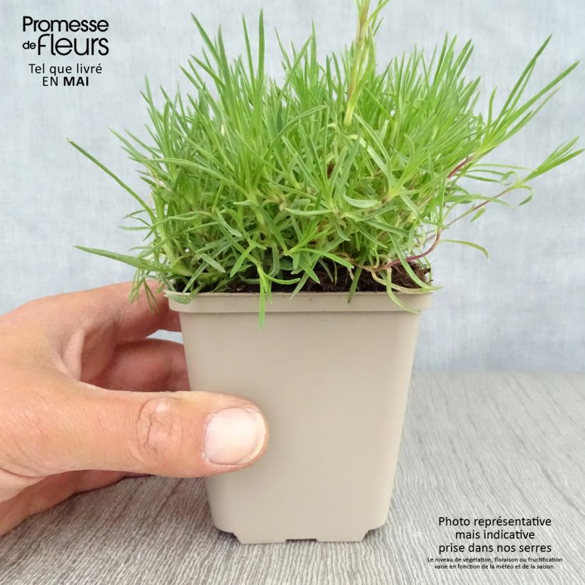 Dianthus arenarius 8/9 cm pot sample as delivered in spring