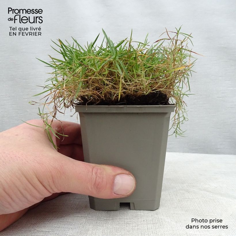 Dianthus arenarius 8/9 cm pot sample as delivered in winter