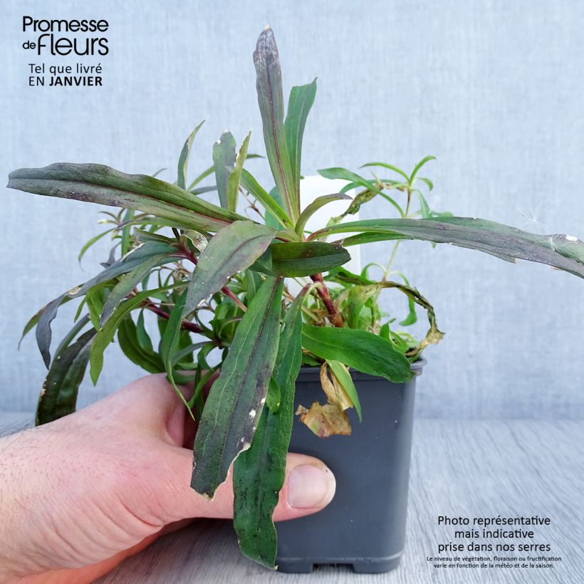 Dianthus barbatus Oeschberg 8/9 cm pot sample as delivered in winter