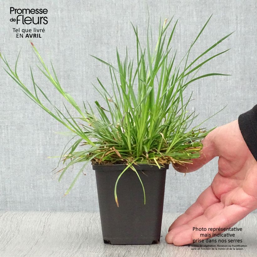 Dianthus carthusianorum 8/9 cm pot sample as delivered in spring