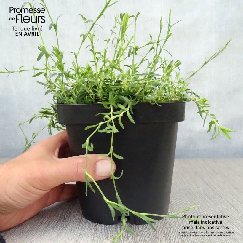Dianthus deltoides Albiflorus 2L/3L pot sample as delivered in spring