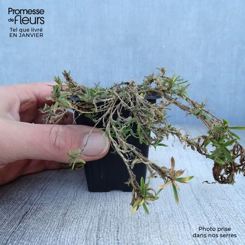 Dianthus deltoides Brilliant 7/8 cm pot sample as delivered in winter