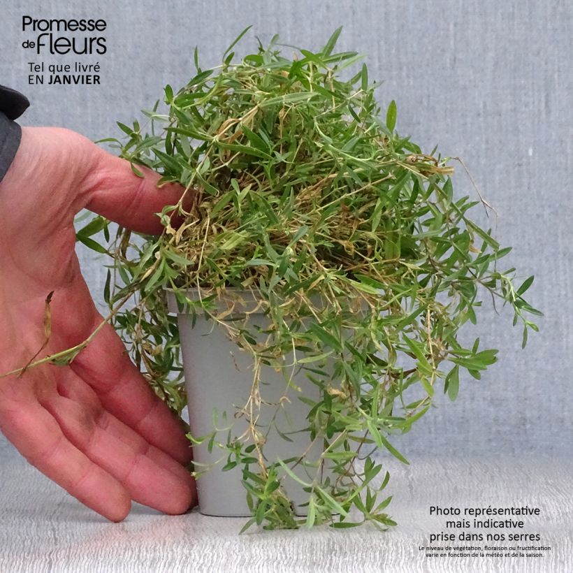 Dianthus deltoides Rosea 8/9 cm pot sample as delivered in winter