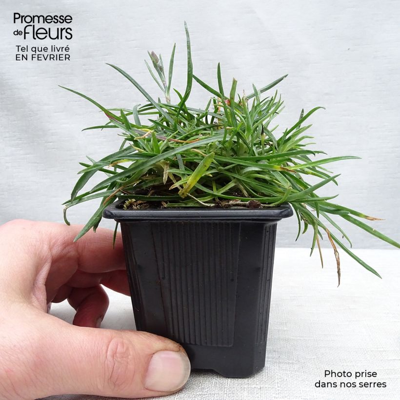 Dianthus gratianopolitanus Badenia 8/9 cm pot sample as delivered in winter