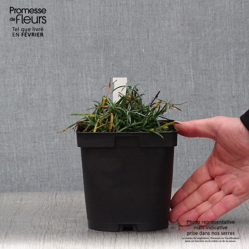 Dianthus gratianopolitanus Badenia 2L/3L pot sample as delivered in winter