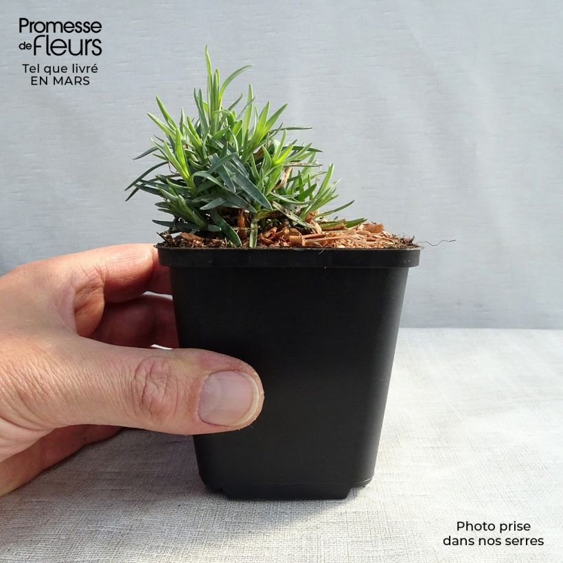 Dianthus gratianopolitanus Bombardier 8/9 cm pot sample as delivered in winter