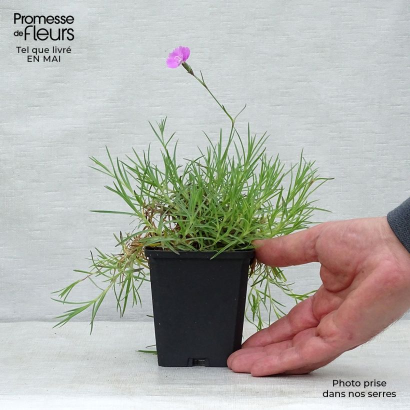Dianthus gratianopolitanus Eydangeri 8/9 cm pot sample as delivered in spring