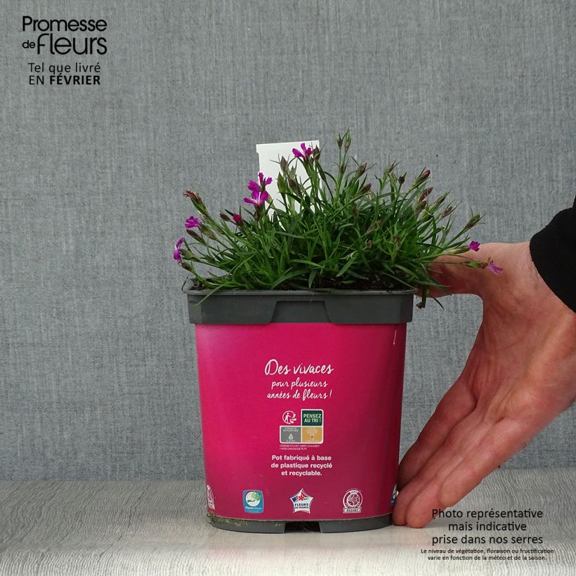 Dianthus gratianopolitanus Kahori Holkahori 2L/3L pot sample as delivered in winter