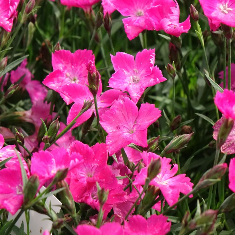 Dianthus gratianopolitanus Kahori Holkahori (Flowering)