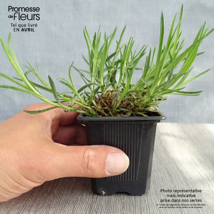 Dianthus knappii 8/9 cm pot sample as delivered in spring