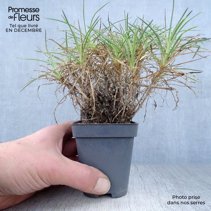 Dianthus plumarius Cranmere Pool 7/8 cm pot sample as delivered in winter